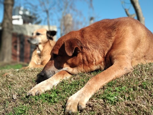 IMG_20190810_123332_942_resize_23_compress59