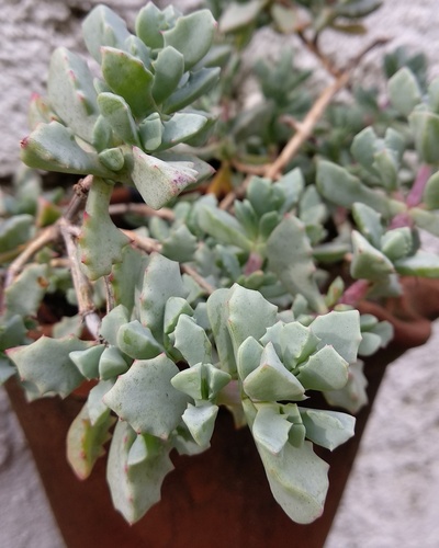 IMG_20180729_160109_436_resize_5