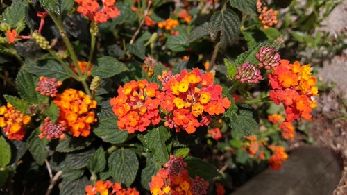 IMG_20180930_111221_resize_82