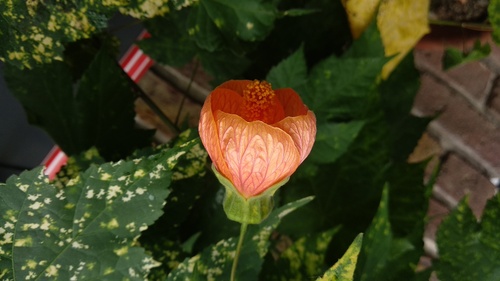 IMG_20181012_132307_resize_43