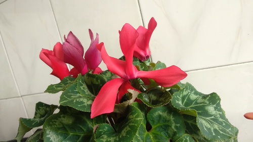 IMG_20181012_132330_resize_85