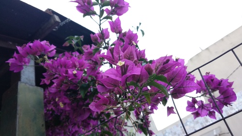 IMG_20181105_185442_resize_95