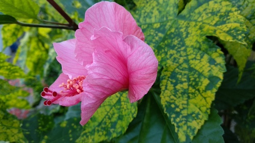 IMG_20181207_185706_resize_74