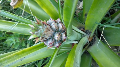 IMG_20181231_191439_resize_75