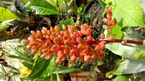 IMG_20190217_113615_resize_36