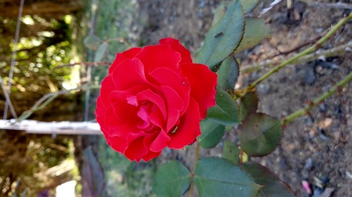 IMG_20190217_120534_resize_0