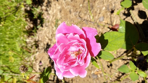 IMG_20190217_120732_resize_96