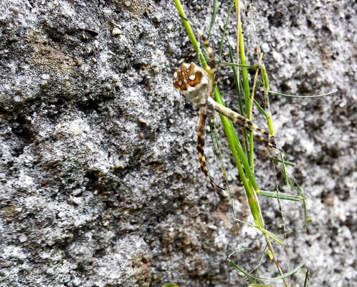 C360_2016-05-27-14-17-40-401_compress36