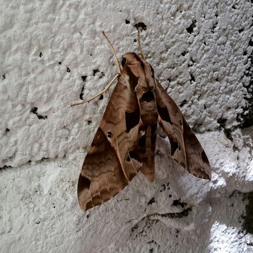 IMG_20170209_130115_001_compress48