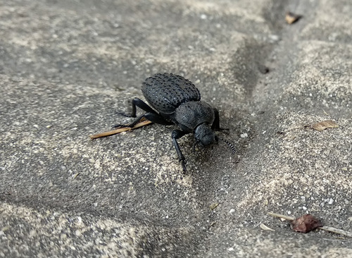 IMG_20181130_174043_1