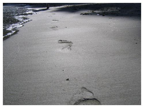 fragmento-lobo-estepario